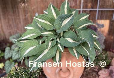 Hosta Risky Business