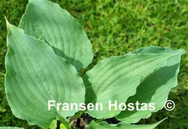 Hosta River Dance