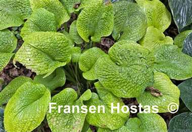 Hosta River Valley Gold