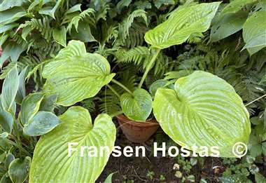 Hosta Riverboat Queen