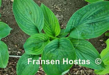 Hosta Riverboat Queen