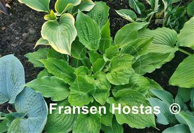 Hosta Road Rage
