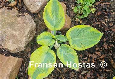 Hosta Roberta