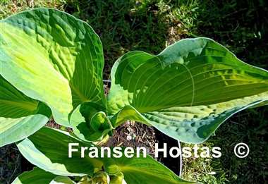 Hosta Robin Hood