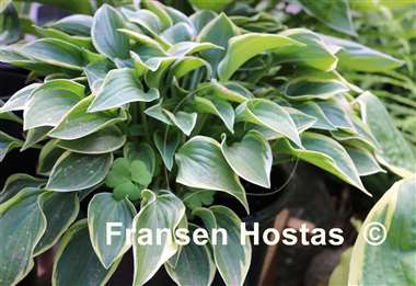 Hosta Rock Island Line