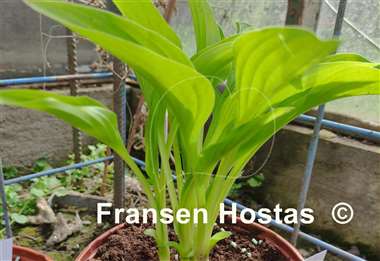 Hosta Rocket City