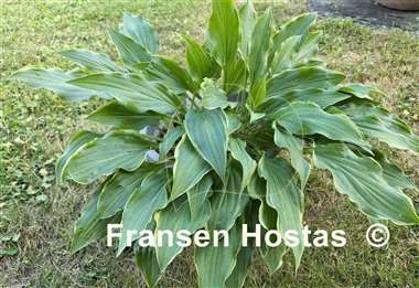 Hosta Roller Coaster Ride