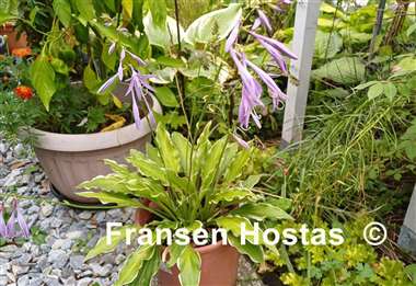 Hosta Roller Coaster Ride