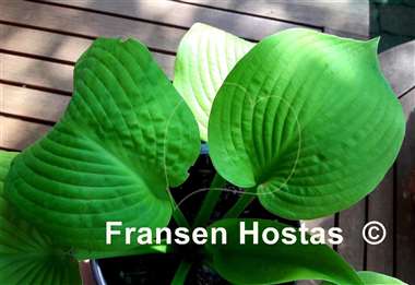Hosta Rosedale Golden Candlestick