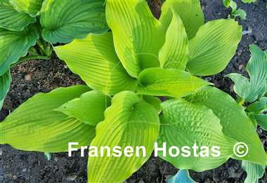 Hosta Rosedale Knox