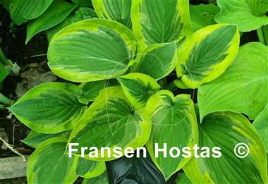 Hosta Rosedale Misty Pathways