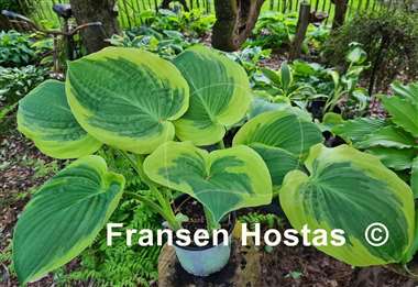 Hosta Rosedale Misty Pathways