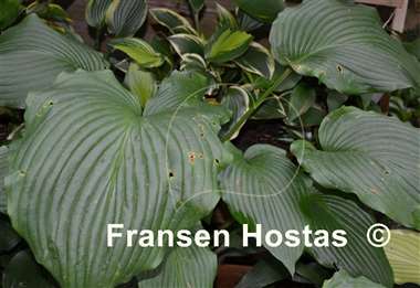 Hosta Rosedale Richie Vallens