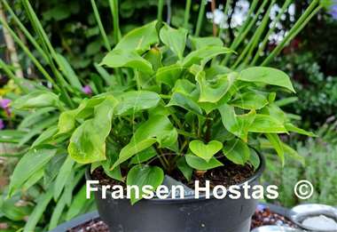 Hosta Rosemoor