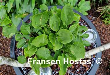 Hosta Rosemoor