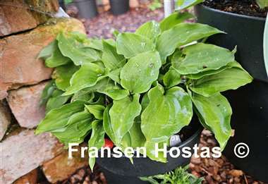 Hosta Rosemoor