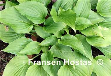 Hosta Rosemoor