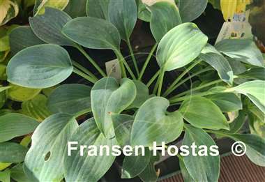 Hosta Rosi