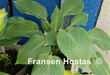 Hosta Rosi