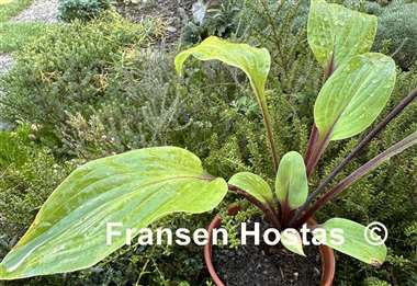 Hosta Rough Lemon