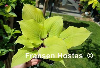 Hosta Rough Lemon