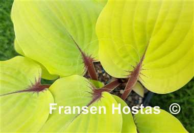 Hosta Rough Lemon