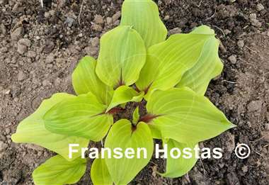 Hosta Rough Lemon