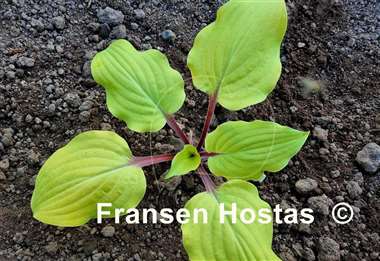 Hosta Rough Lemon