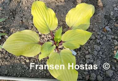 Hosta Rough Lemon