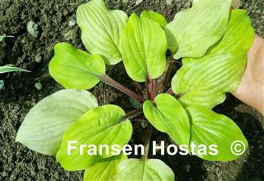 Hosta Rough Lemon