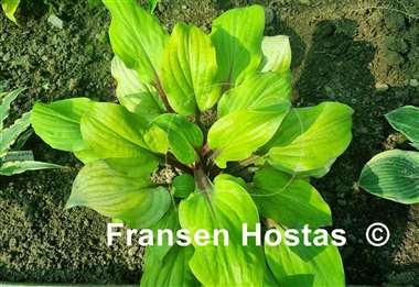 Hosta Rough Lemon