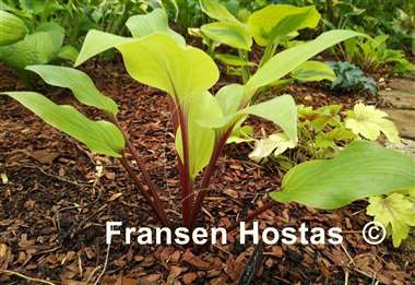 Hosta Rough Lemon