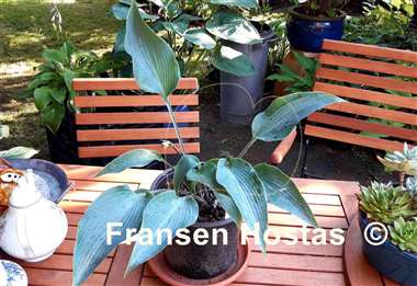 Hosta Round About Midnight