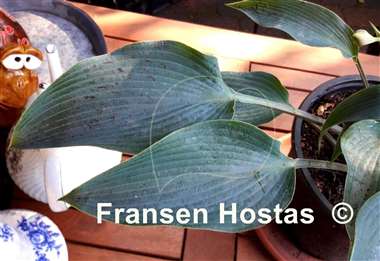 Hosta Round About Midnight