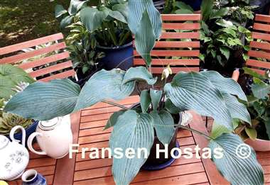 Hosta Round About Midnight