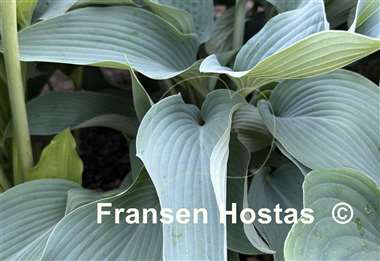 Hosta Round About Midnight