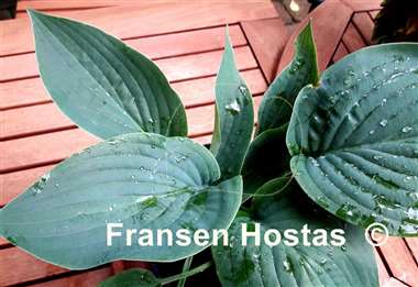 Hosta Rowan My Boat