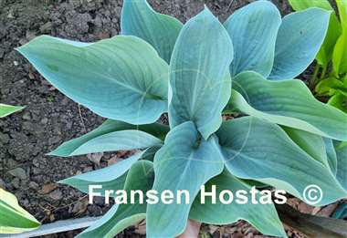 Hosta Rowan My Boat