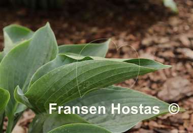 Hosta Rowan My Boat
