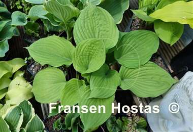 Hosta Roy Klehm