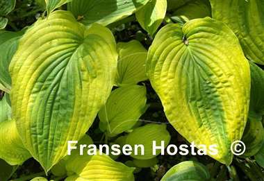 Hosta Royal Flush