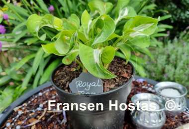 Hosta Royal Tiara