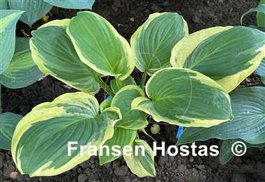 Hosta Royal Wedding