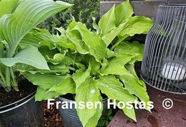 Hosta Ruffed Up