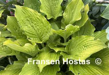 Hosta Ruffed Up