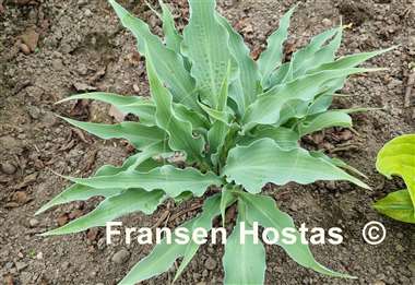 Hosta Ruffle Truffle