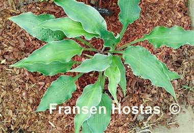 Hosta Ruffle Truffle
