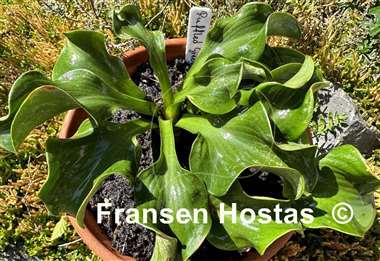 Hosta Ruffled Green Mouse Ears