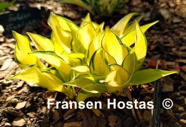 Hosta Ruffled Pole Mouse