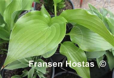 Hosta rupifraga 'Tetra'